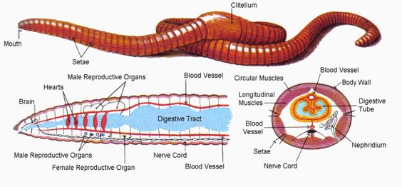 Earthworms In Turf - The Good, The Bad And The Ugly